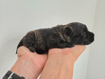 Mâle Bringé - Scottish Terrier