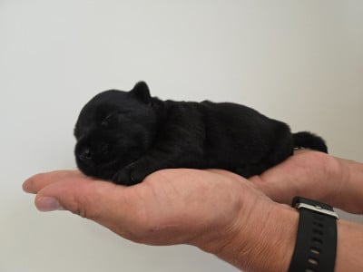 Femelle noire - Scottish Terrier