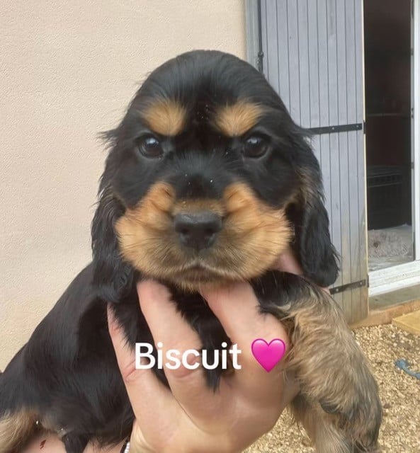 Biscuit - collier fushia