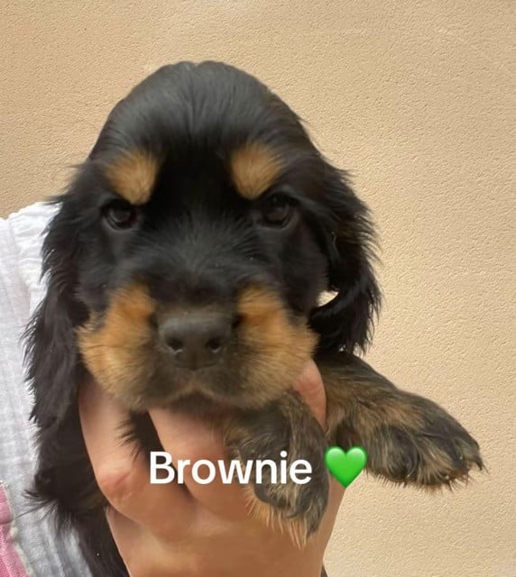 Brownie - collier vert