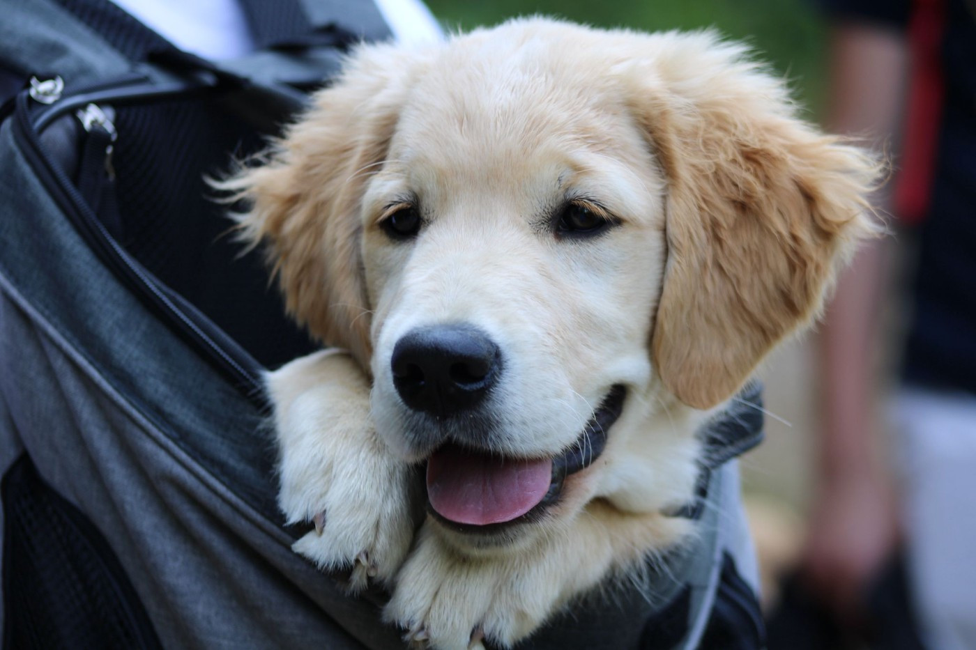 Aimée joli rêve L'Héritage Des Champs