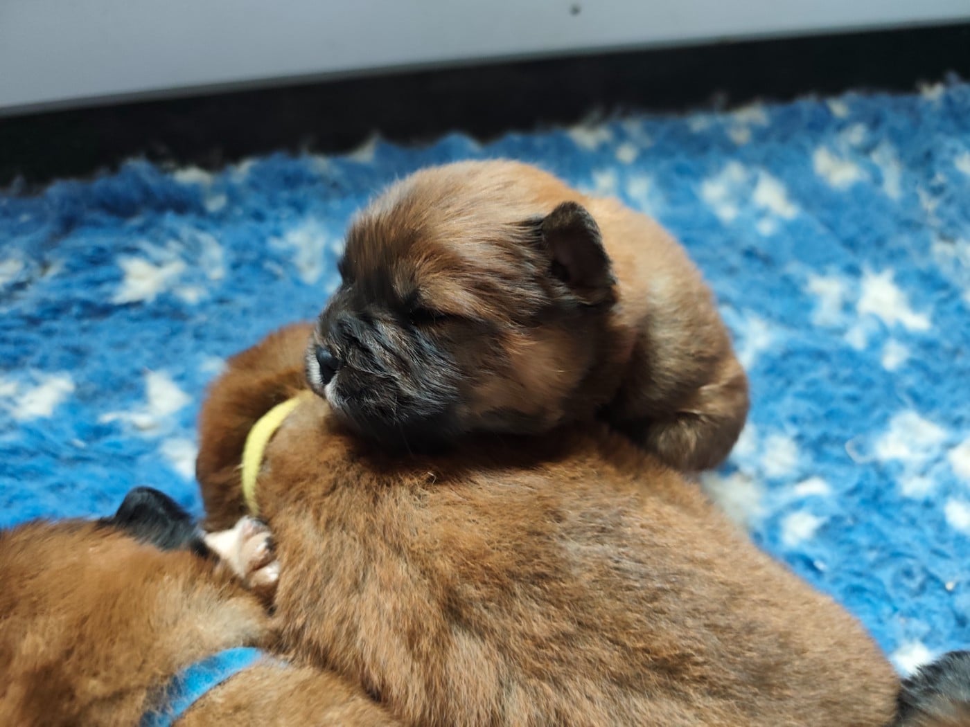 Sans Collier - Chow Chow