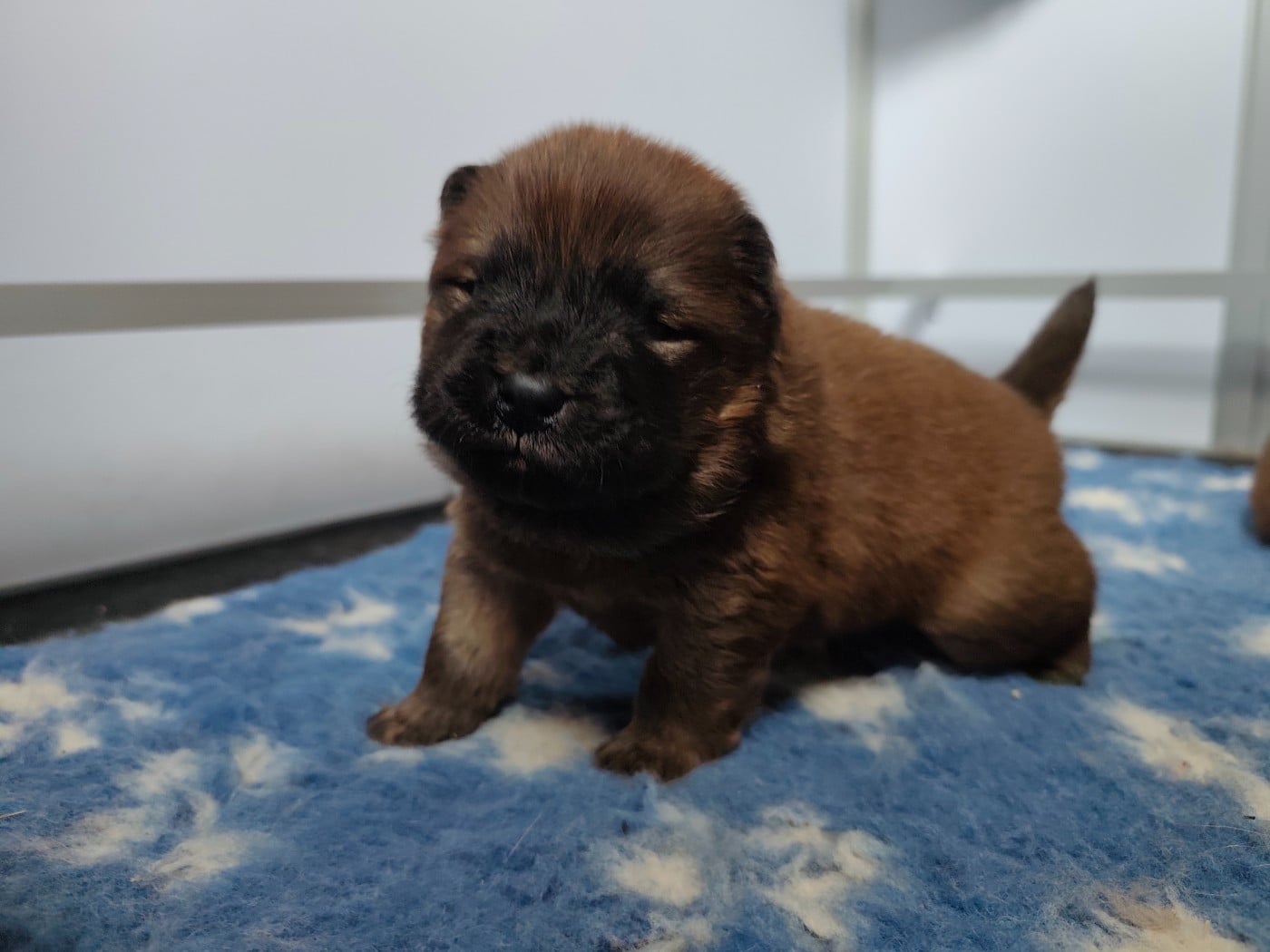 Miss Jaune - Chow Chow