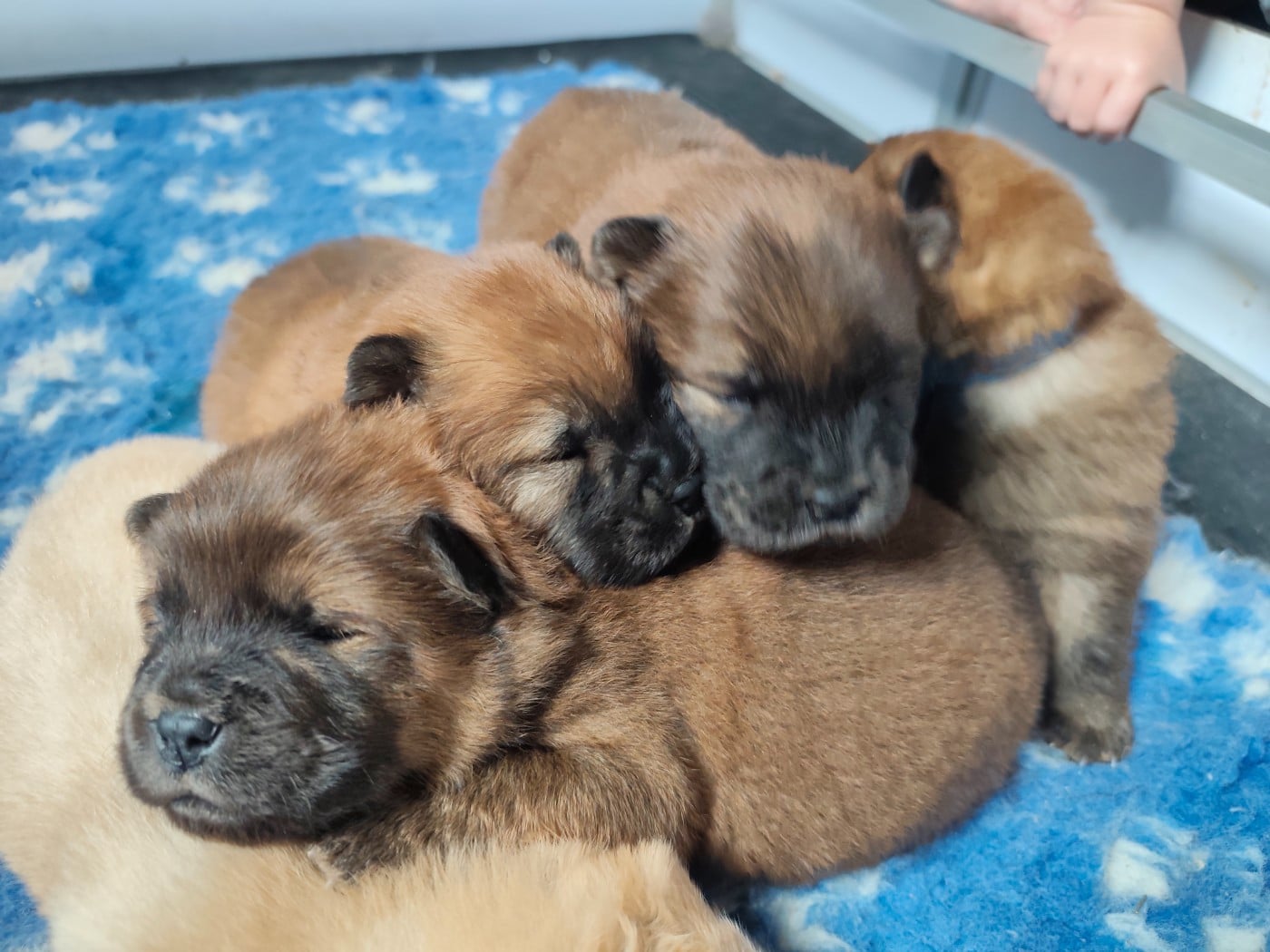 Chow Chow - De La Rivière Au Soleil