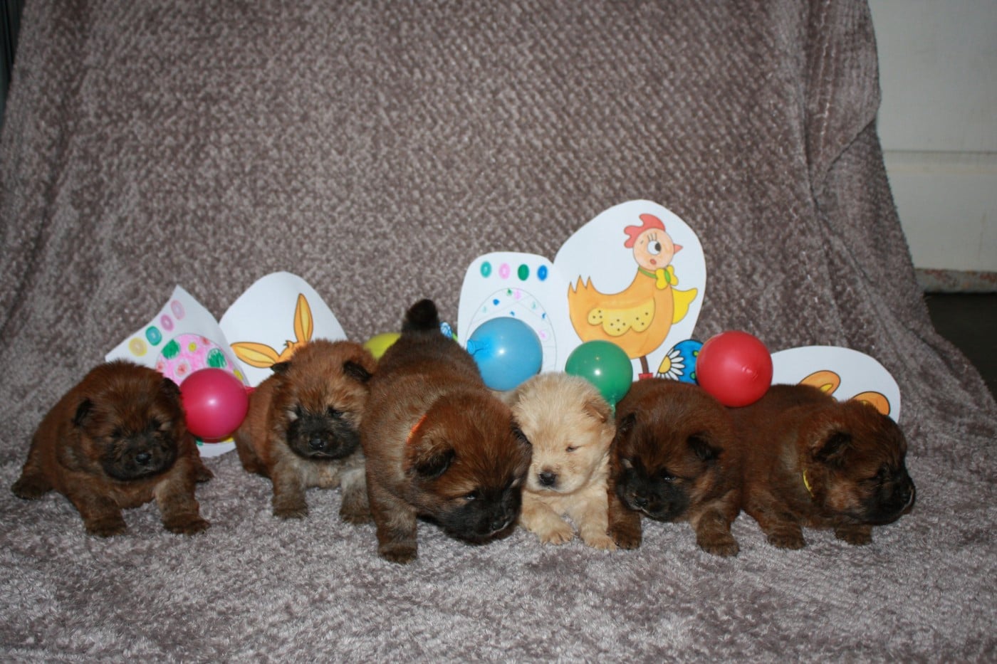 Chow Chow - De La Rivière Au Soleil