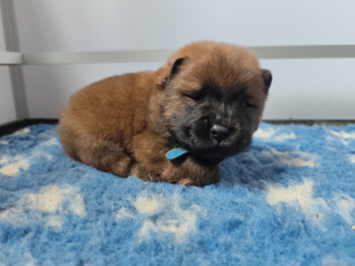 Les chiots de Chow Chow