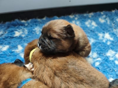 Les chiots de Chow Chow