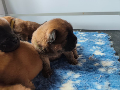 Les chiots de Chow Chow