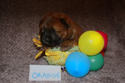 Les chiots de Chow Chow