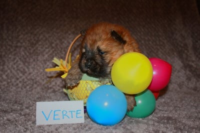 Les chiots de Chow Chow