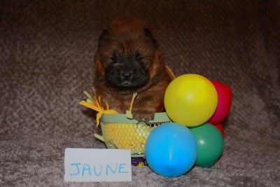 Les chiots de Chow Chow