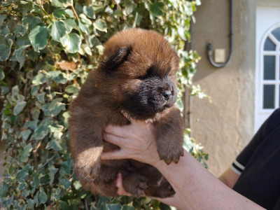 Les chiots de Chow Chow