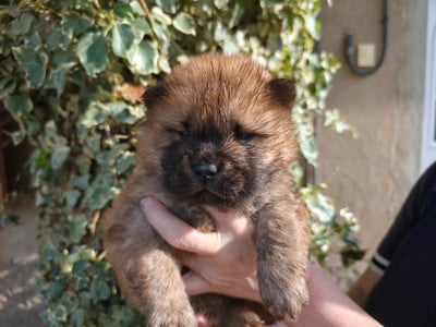 Les chiots de Chow Chow