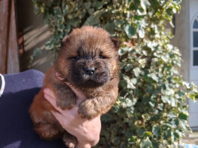 Les chiots de Chow Chow