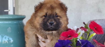 Les chiots de Chow Chow