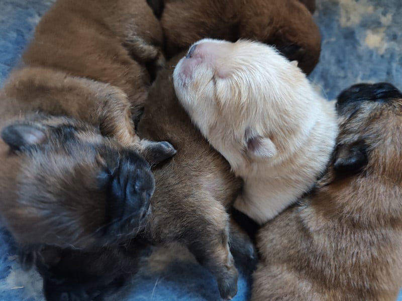 Chow Chow - De La Rivière Au Soleil
