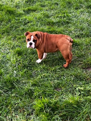 Les chiots de Bulldog Anglais