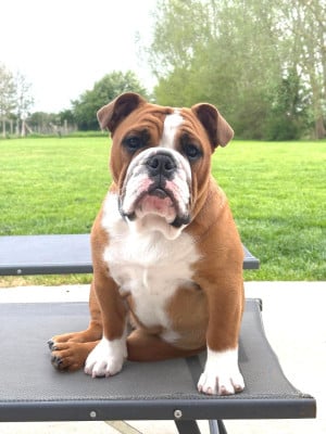 Les chiots de Bulldog Anglais