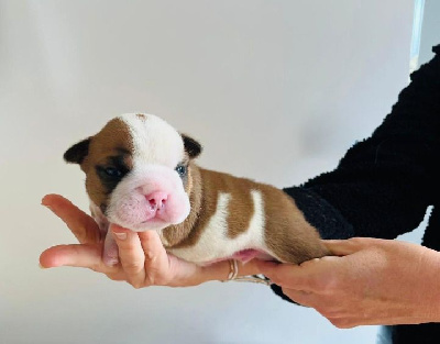 Les chiots de Bulldog Anglais