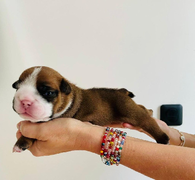 Les chiots de Bulldog Anglais