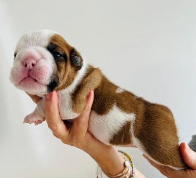 Les chiots de Bulldog Anglais