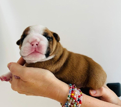 Les chiots de Bulldog Anglais