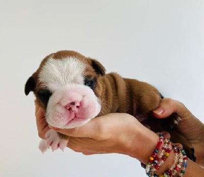 Les chiots de Bulldog Anglais