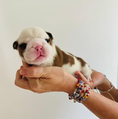 Les chiots de Bulldog Anglais