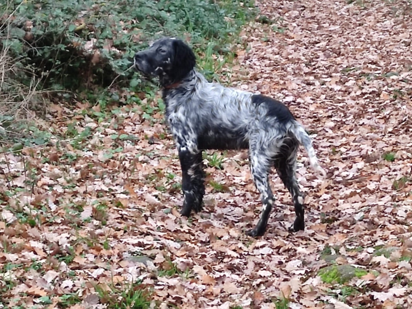 Setter Anglais - De Mont Jupiter