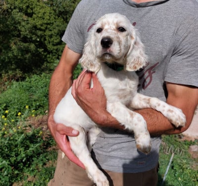 Les chiots de Setter Anglais