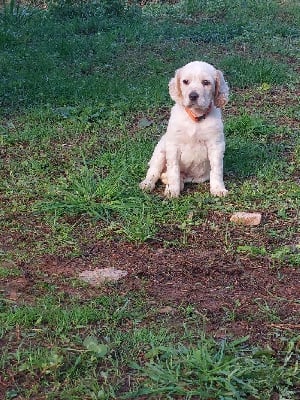 Les chiots de Setter Anglais
