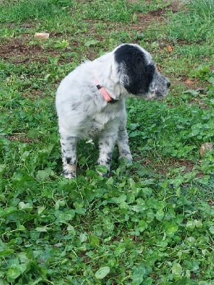 Les chiots de Setter Anglais