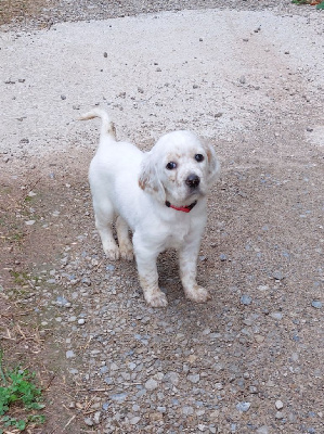 Les chiots de Setter Anglais