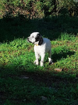 Les chiots de Setter Anglais