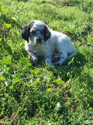 Les chiots de Setter Anglais