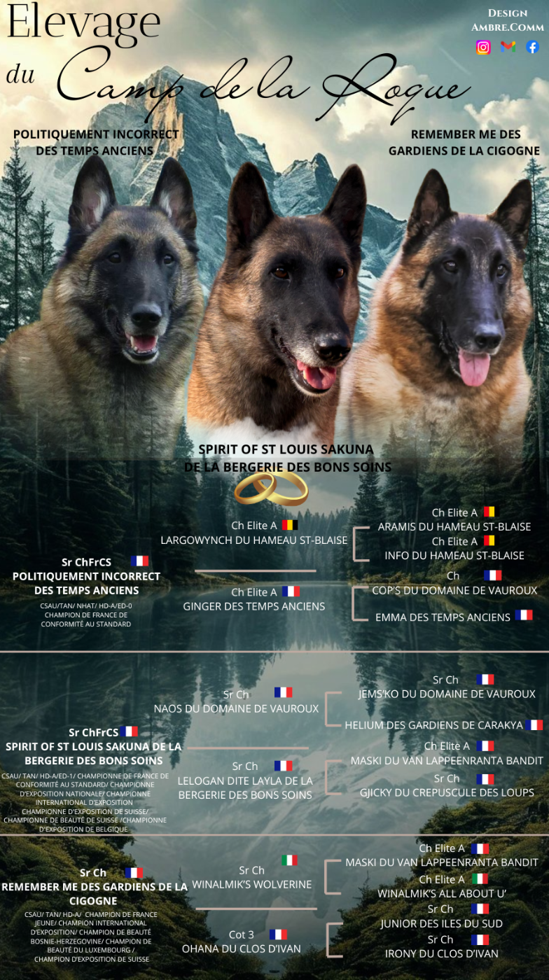 Berger Belge - du Camp de la Roque