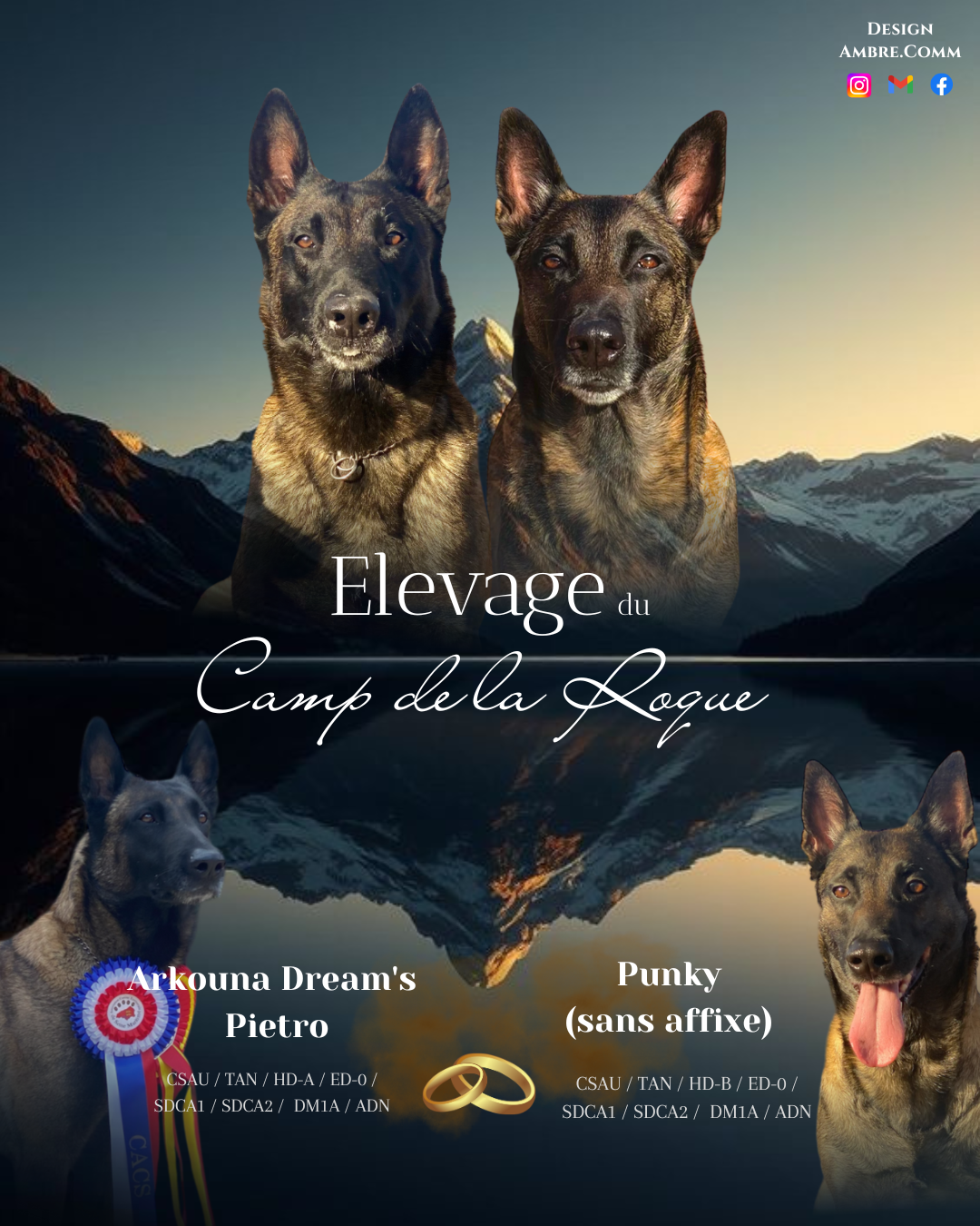 Berger Belge - du Camp de la Roque