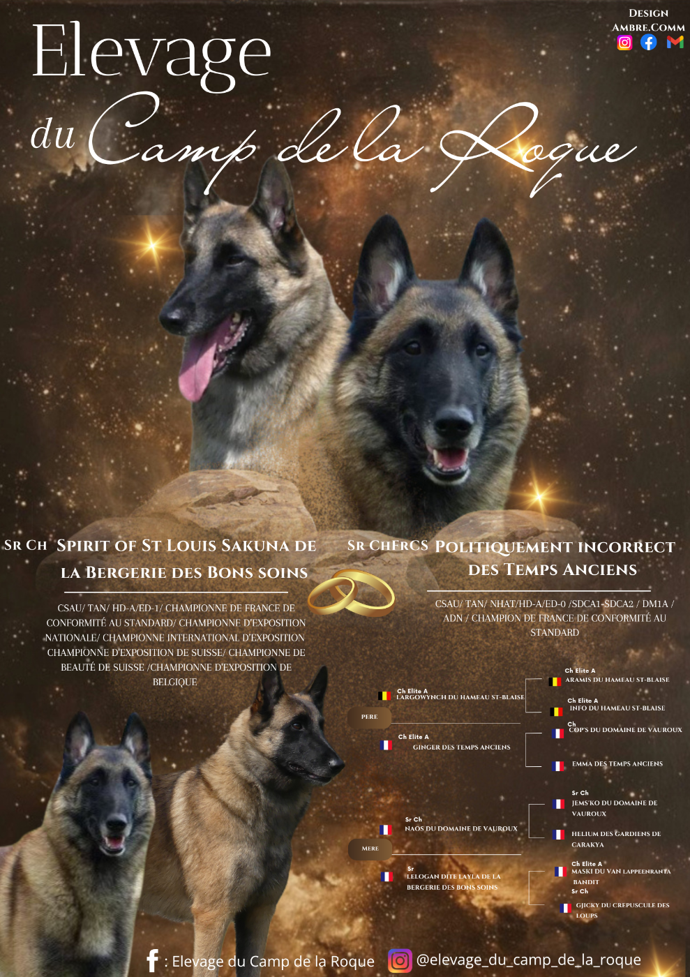 Berger Belge - du Camp de la Roque