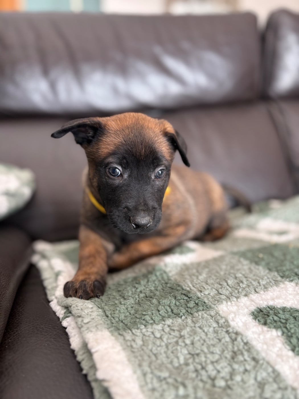 CHIOT 2 collier jaune