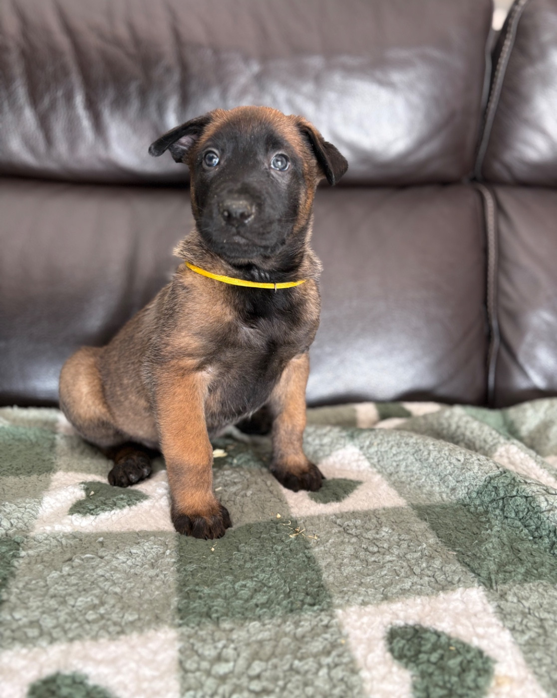 CHIOT 2 collier jaune