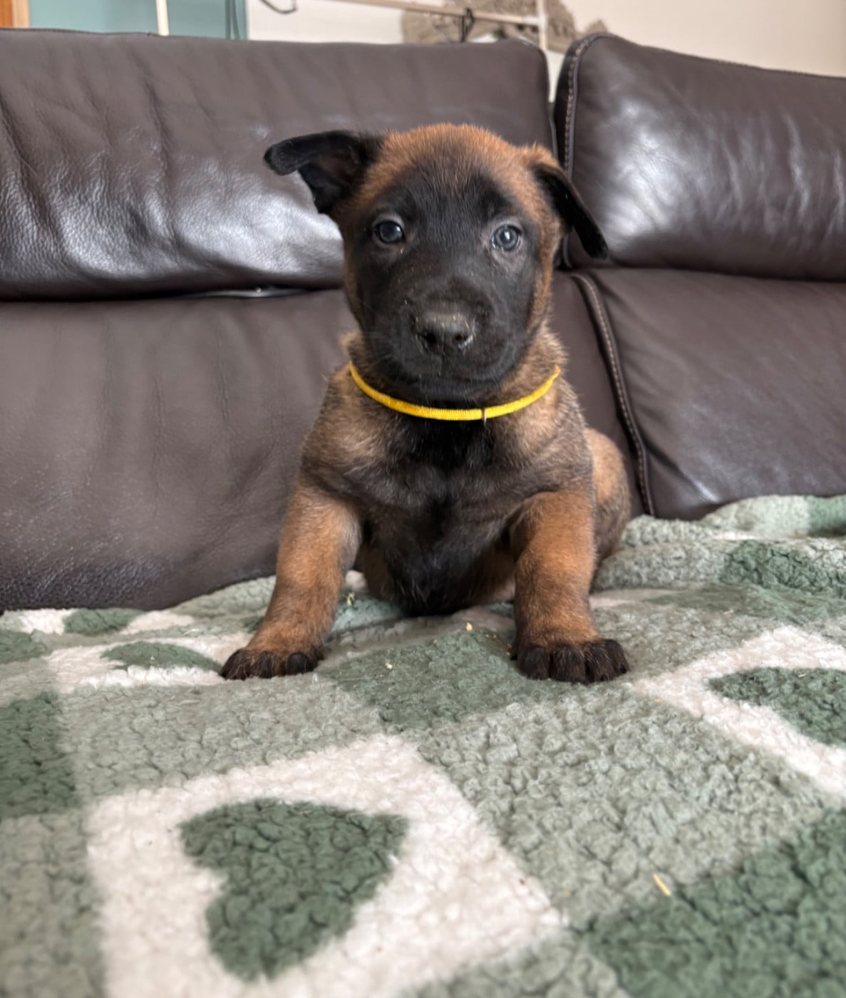 CHIOT 2 collier jaune