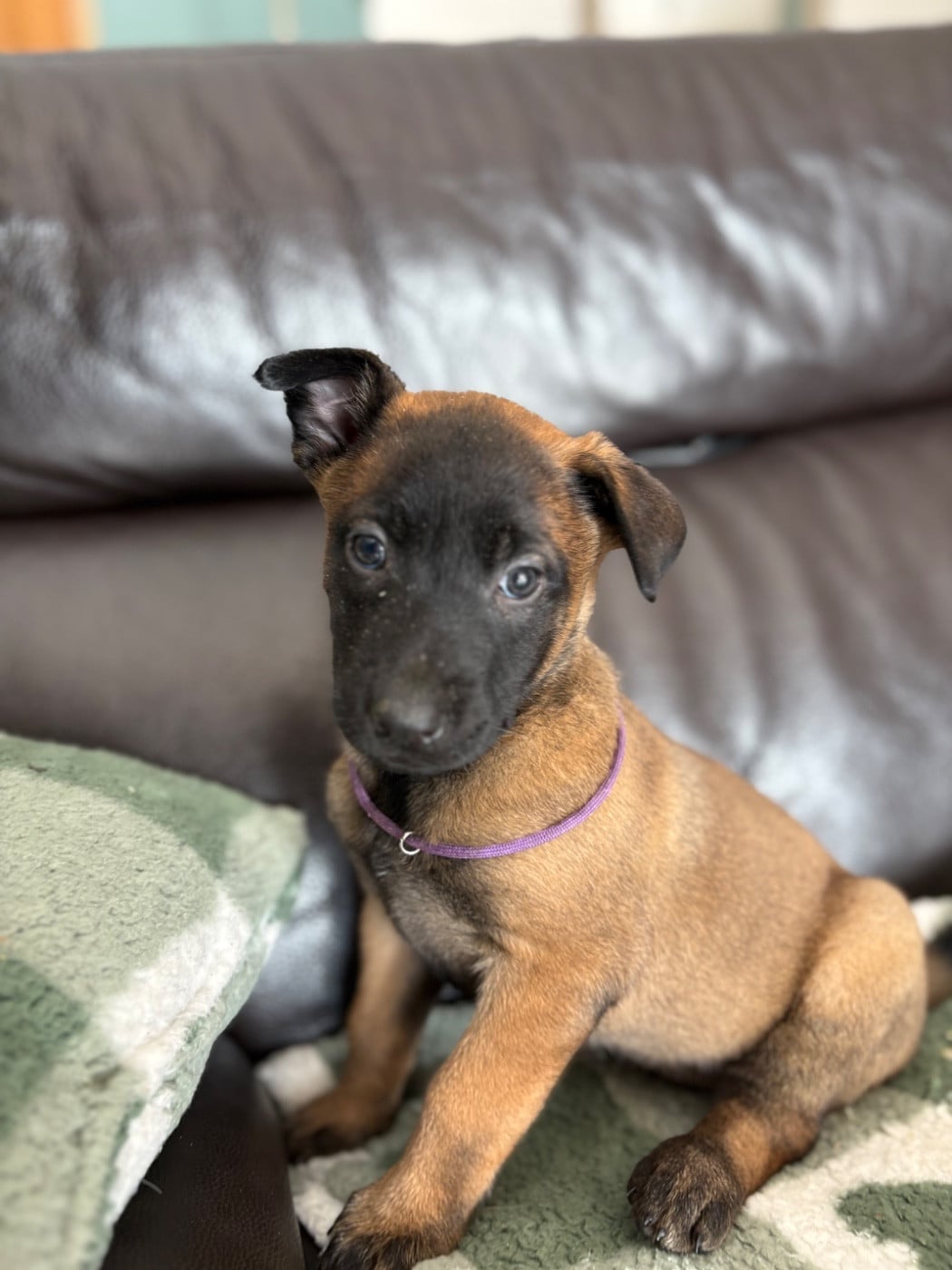 CHIOT 5 collier violet