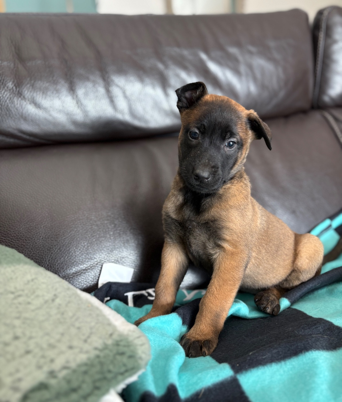 CHIOT 5 collier violet