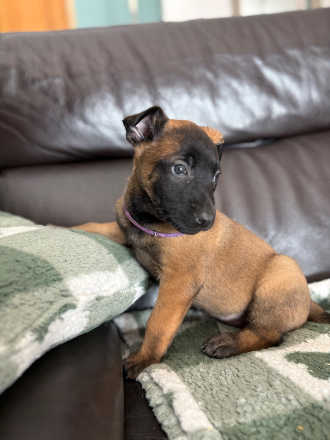 CHIOT 5 collier violet