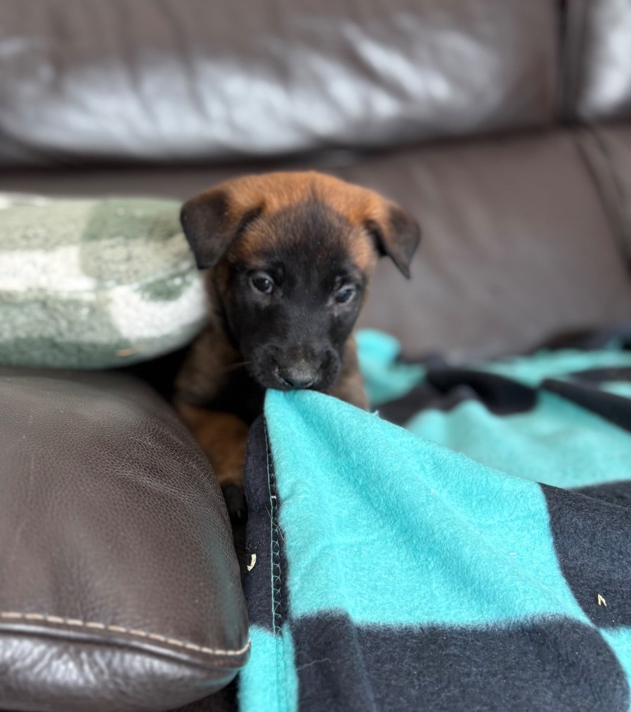 Alpine 83 St Vallier de Thiey Collier Rouge