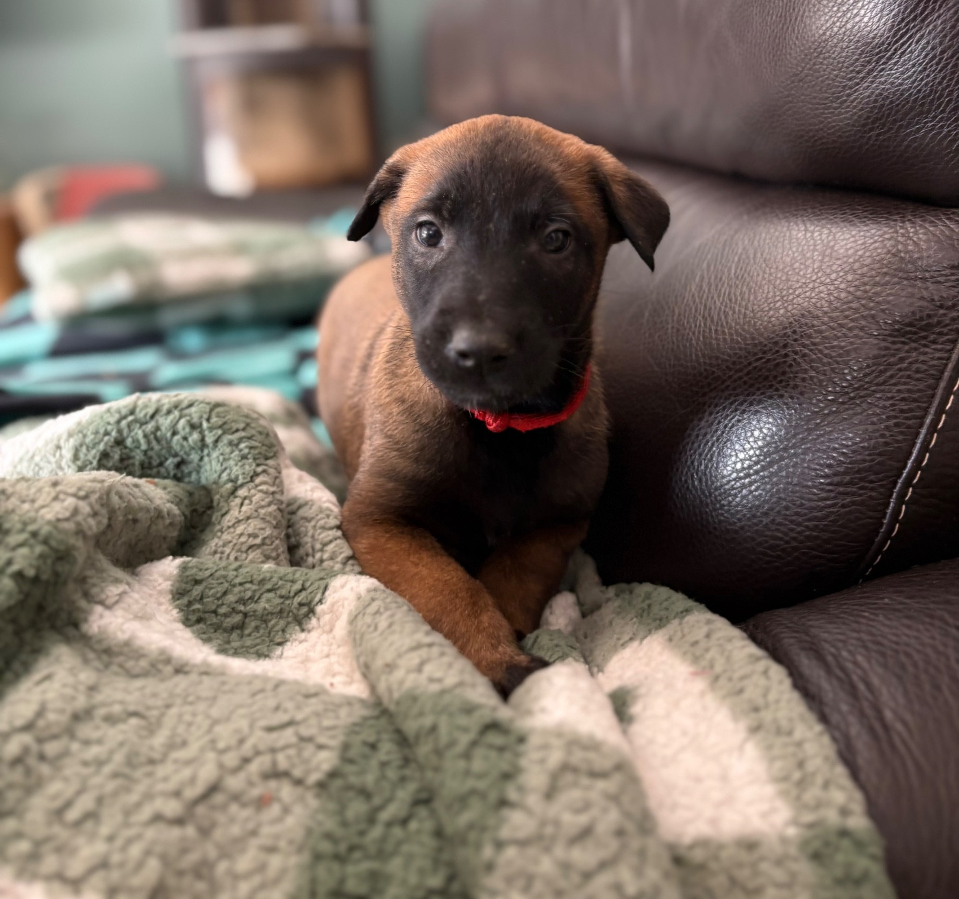 Alpine 83 St Vallier de Thiey Collier Rouge