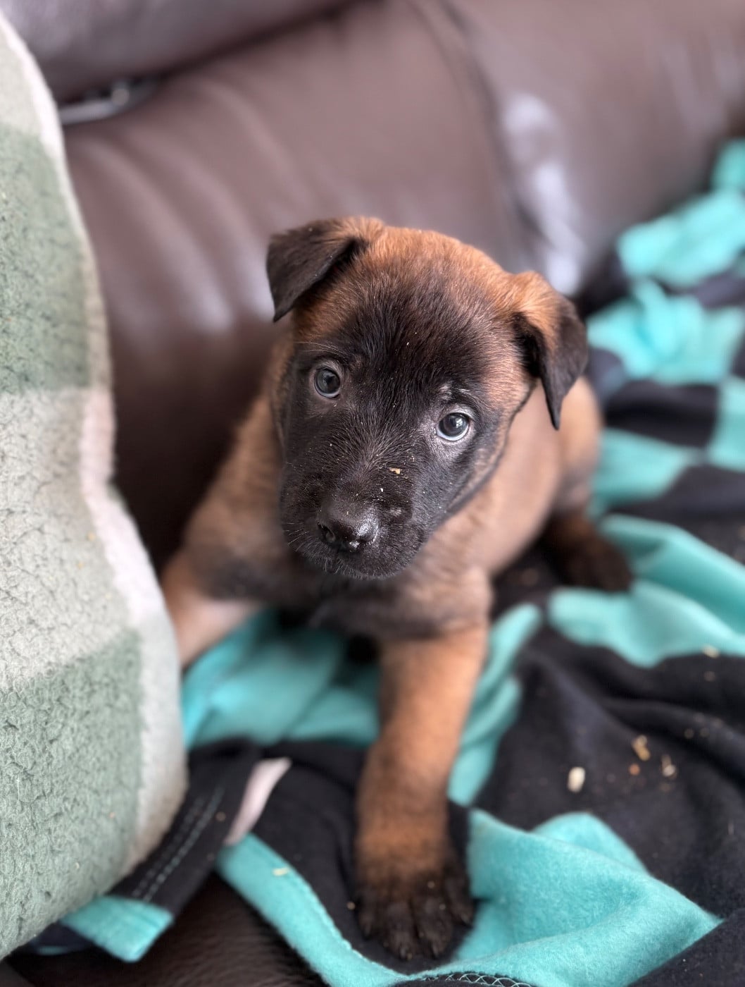 CHIOT 8 collier bleu