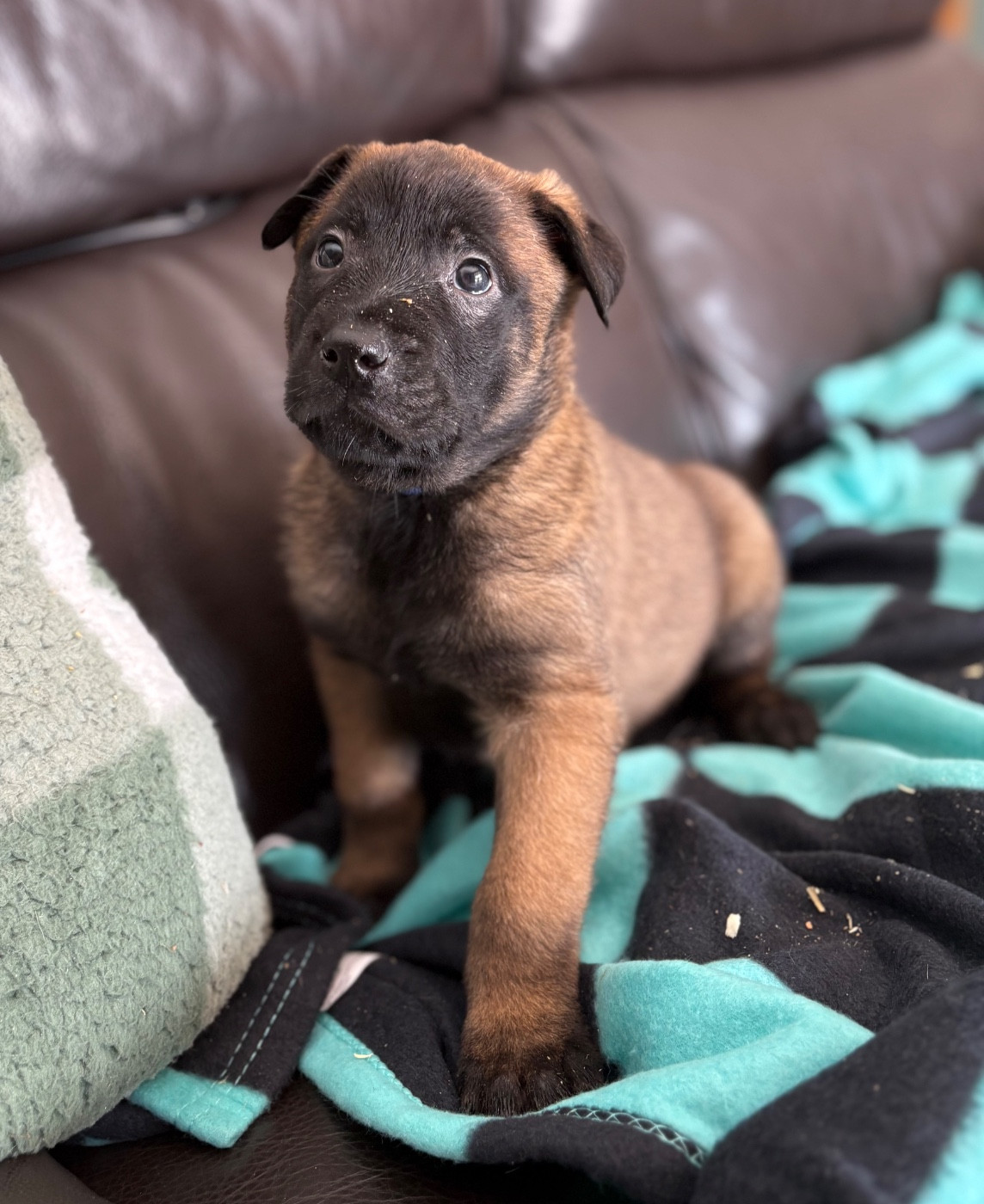 CHIOT 8 collier bleu