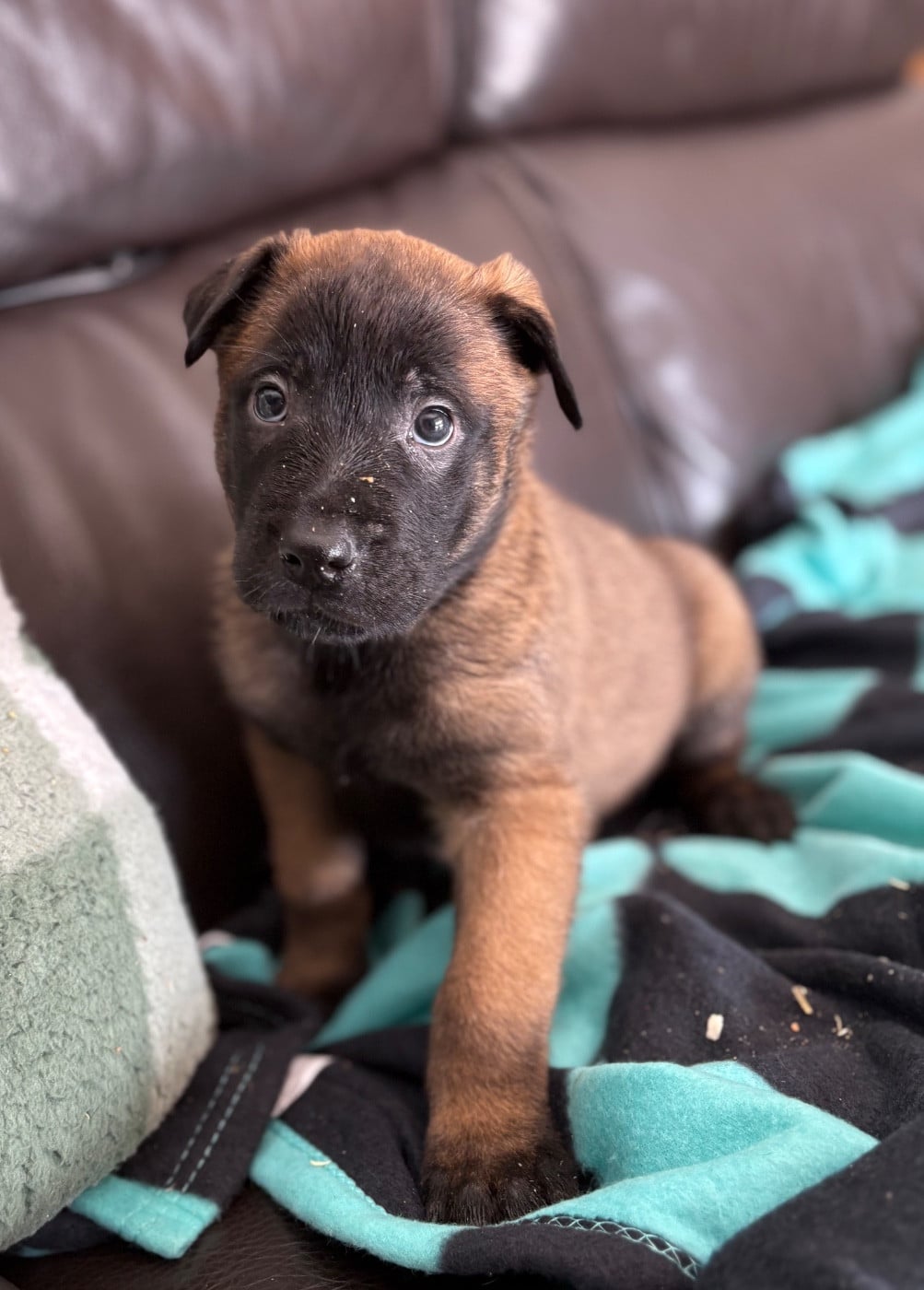 CHIOT 8 collier bleu