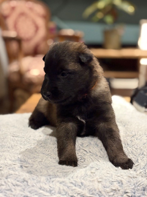 Les chiots de Berger Belge